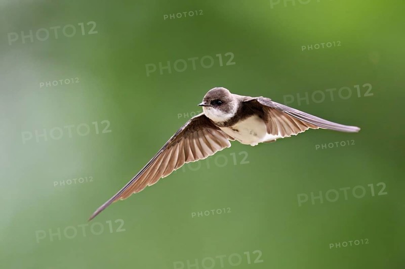 Sand martin (Riparia riparia), in flight, Reussegg nature reserve, Canton Aargau, Switzerland