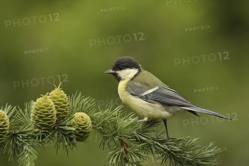 Great Tit (Parus major) juvenile, Lower Saxony, Germany