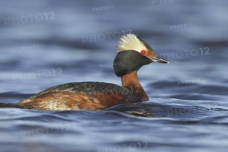 Horned Grebe (Podiceps auritus), Manitoba, Canada