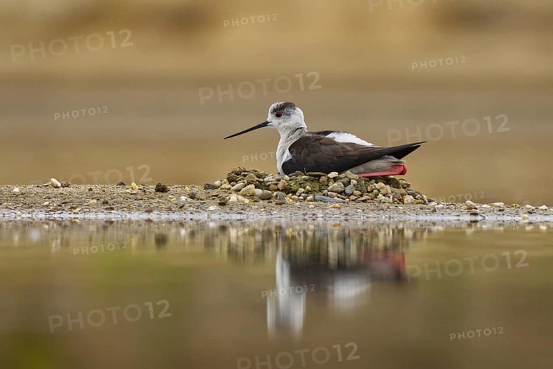 Black-winged Stilt (Himantopus himantopus) female on nest, North Rhine-Westphalia, Germany