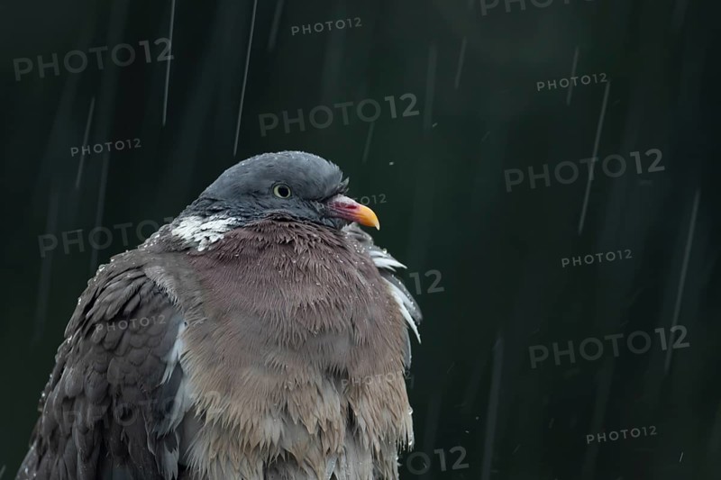 Wood pigeon (Columba palumbus) adult garden bird in a rain storm in summer, England, United Kingdom