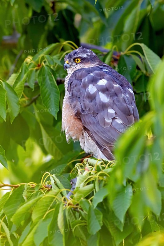 Eurasian sparrowhawk (Accipiter nisus), Rhein-Pfalz-Kreis, Neuhofen, Rhineland-Palatinate, Germany