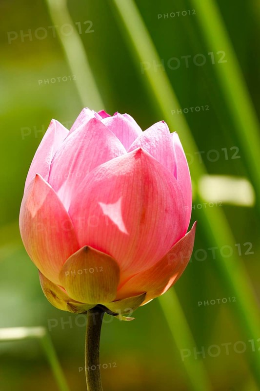 Lotus bud (Nelumbo nucifera), Bali, Indonesia