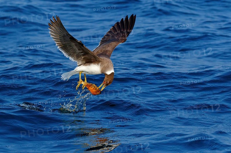 Hemprich's Gull, (Ichthyaetus hemprichii), (Larus hemprichii), Fish Eagle Gull Salalah, Off Mirbat, Dhofar, Oman