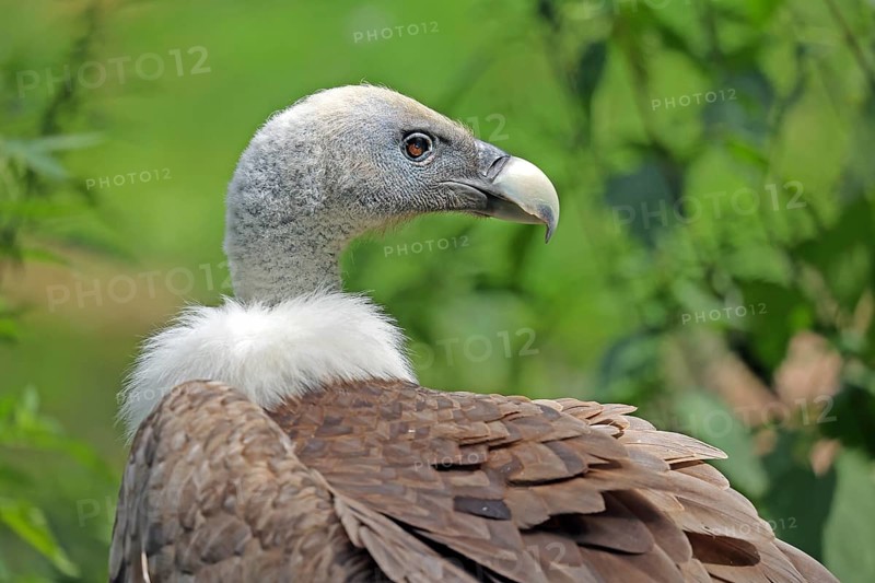 Griffon vulture (Gyps fulvus), captive, Münster, North Rhine-Westphalia, Germany