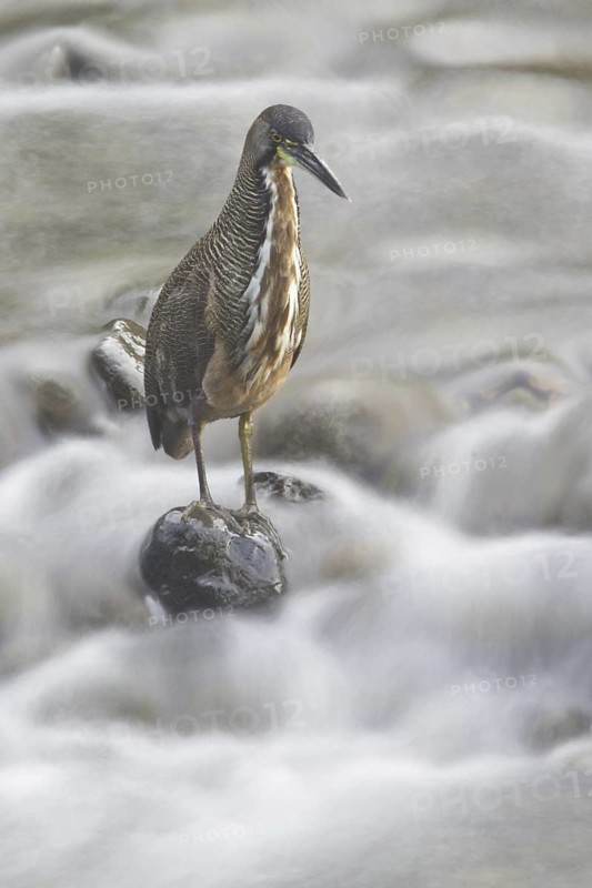 Fasciated Tiger Heron (Tigrisoma fasciatum), Costa Rica