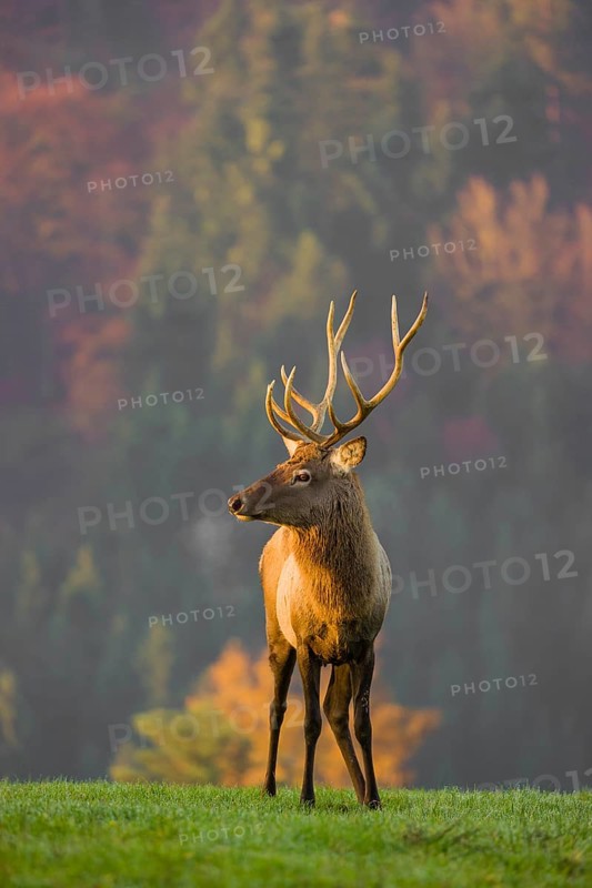 An Altai maral stag, Altai wapiti or Altai elk (Cervus canadensis sibiricus) stands on a meadow in the very first light of the day. Trees in autumn colors stand in the background