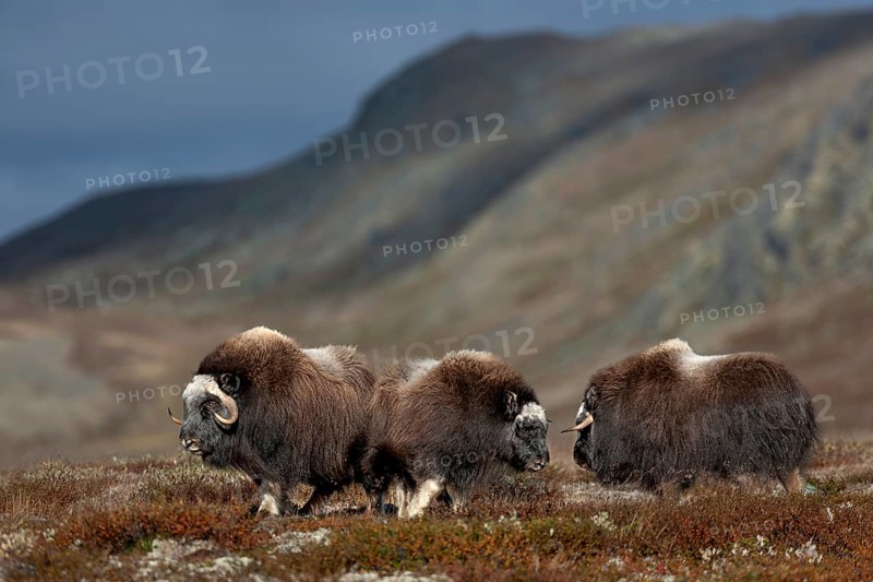 This photo shows the development of the horns in musk ox calves (Ovibos moschatus) and youngsters, autumn, Ruska, autumn colours, Tundra landscape, Norway