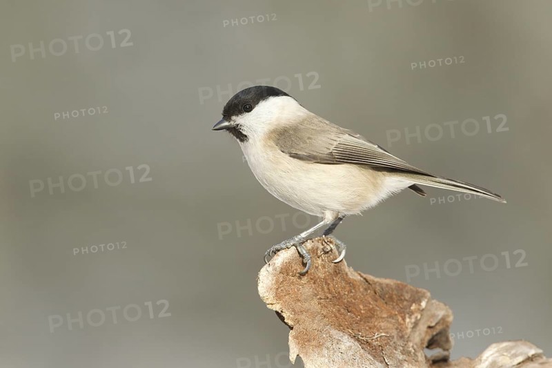 Marsh Tit (Poecile palustris), Rhineland-Palatinate, Germany