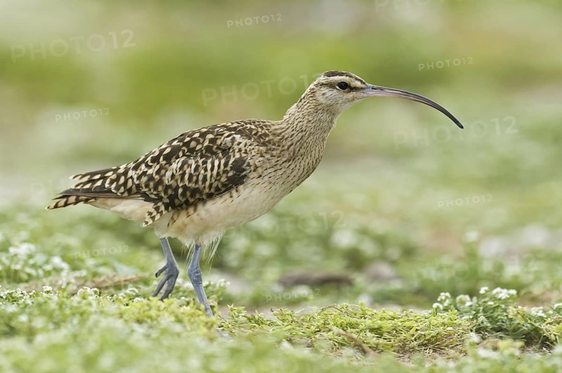 Bristle-thighed Curlew (Numenius tahitiensis), Hawaii, USA