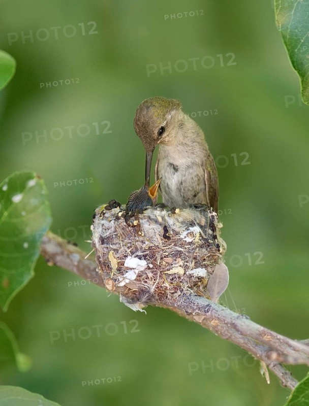 Costa's Hummingbird (Calypte costae) female feeding chick in nest, Arizona, USA