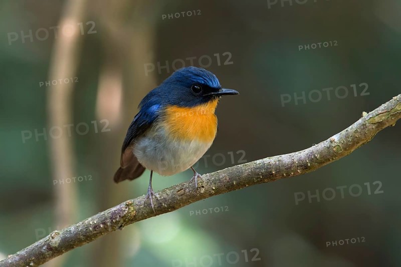 Tickell's Blue Flycatcher (Cyornis tickelliae) male, Kaeng Krachan, Thailand