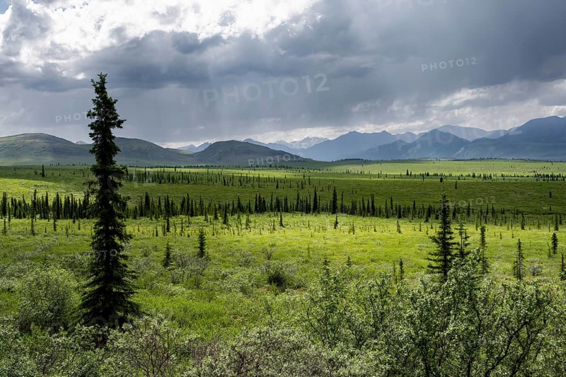 Taiga and tundra, mountain landscape of the Alaska Range with dramatic cloudy sky, Denali National Park, Alaska, USA