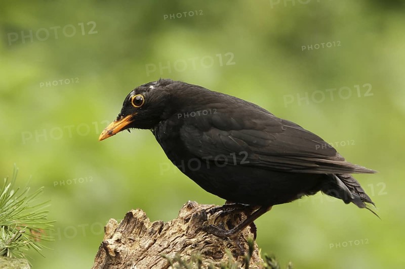 Common Blackbird (Turdus merula) male, Lower Saxony, Germany