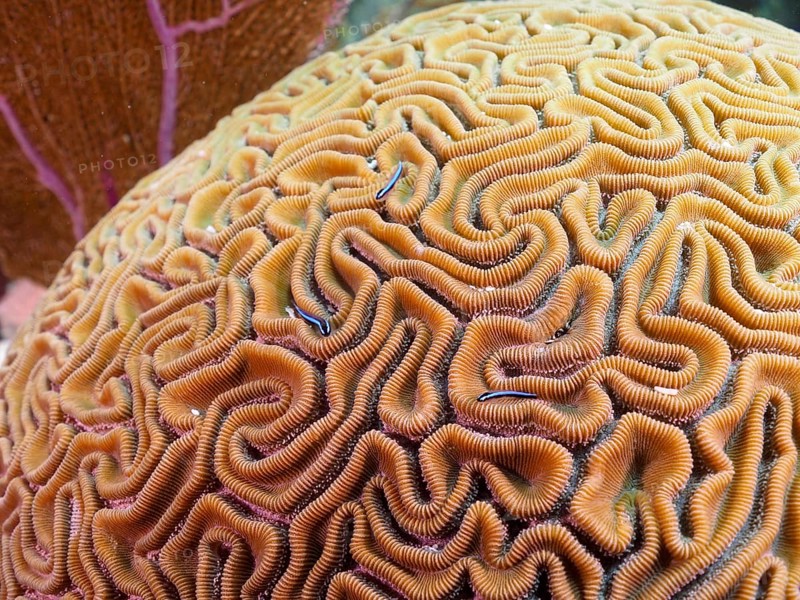 Brain coral (Diploria labyrinthiformis)