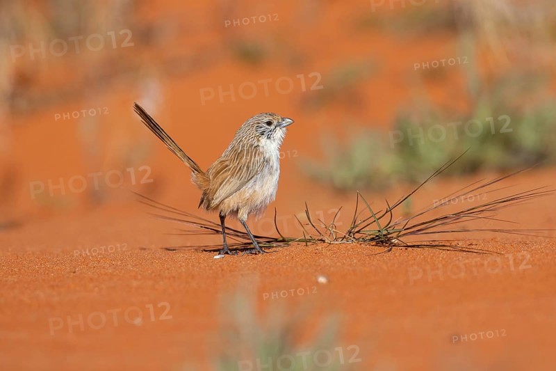 Eyrean Grasswren (Amytornis goyderi) perched on the ground, South Australia, Australia