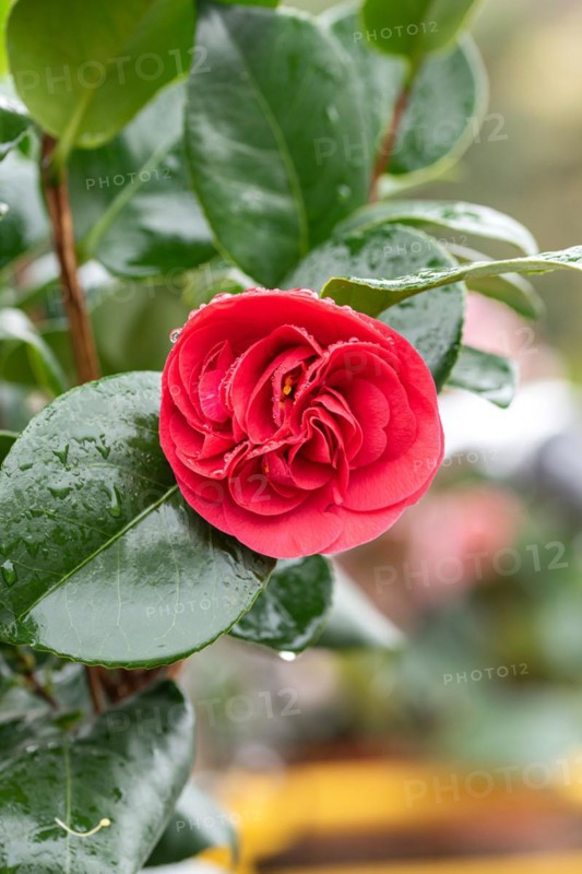 Camellia (Camellia japonica 'Lady Campbell'), BS Sämann, Germany