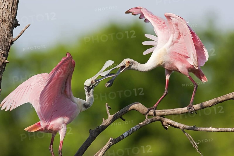 Roseate Spoonbill (Platalea ajaja), Texas, USA