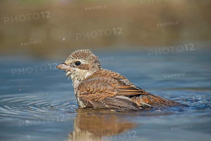 Red-backed Shrike (Lanius collurio) juvenile bathing, Aosta Valley, Italy
