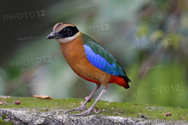 Blue-winged Pitta (Pitta moluccensis), Penang, Malaysia