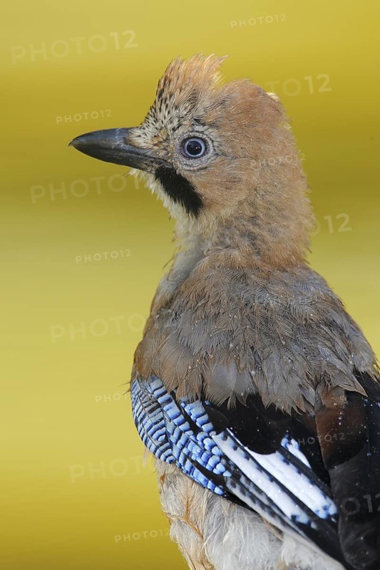 Eurasian Jay (Garrulus glandarius) juvenile, Andalusia, Spain