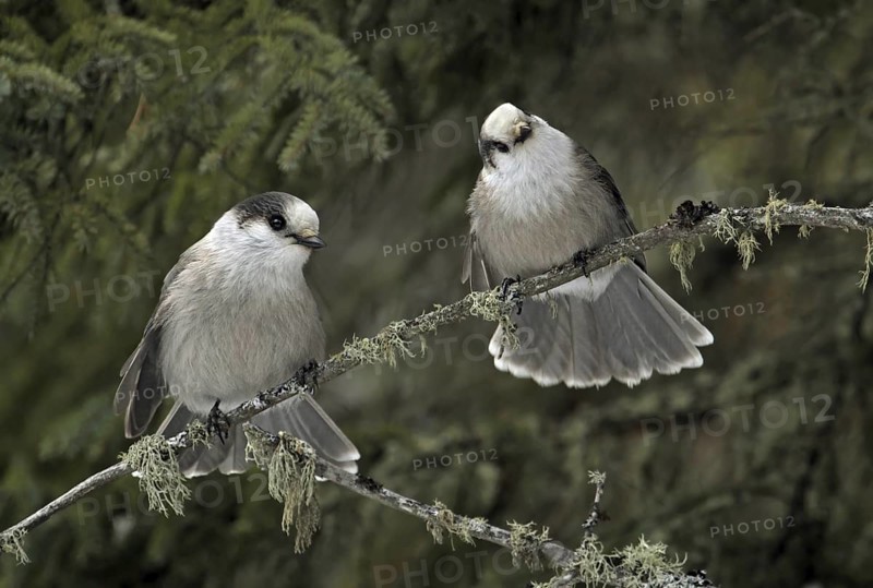 Grey Jay (Perisoreus canadensis), Saskatchewan, Canada