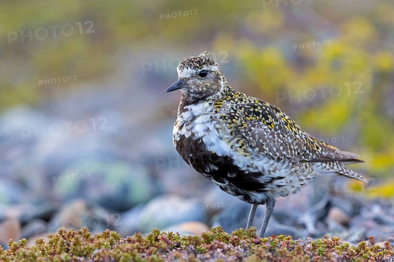 Golden plover, (Pluvialis apricaria), Charadrius apricaria, plover family, Varanger, Finnmark, Norway