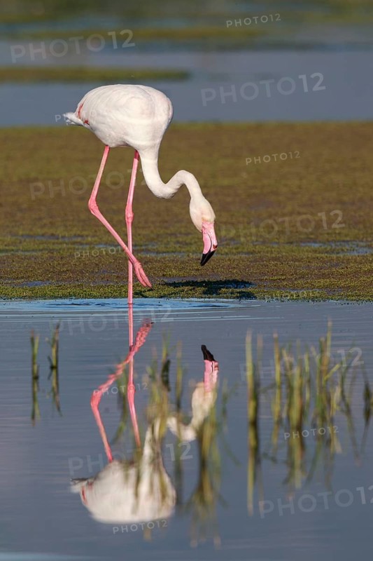 Greater Flamingo (Phoenicopterus roseus) foraging in shallow water, Greece