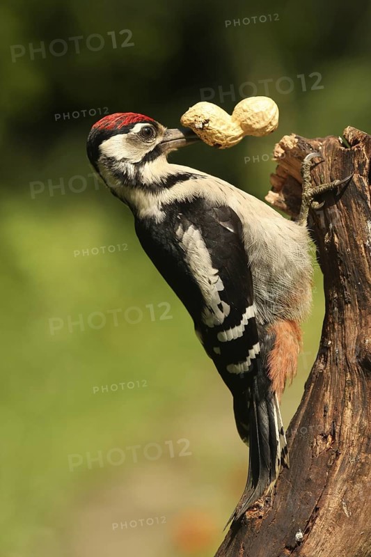 Great Spotted Woodpecker (Dendrocopos major) juvenile, Lower Saxony, Germany