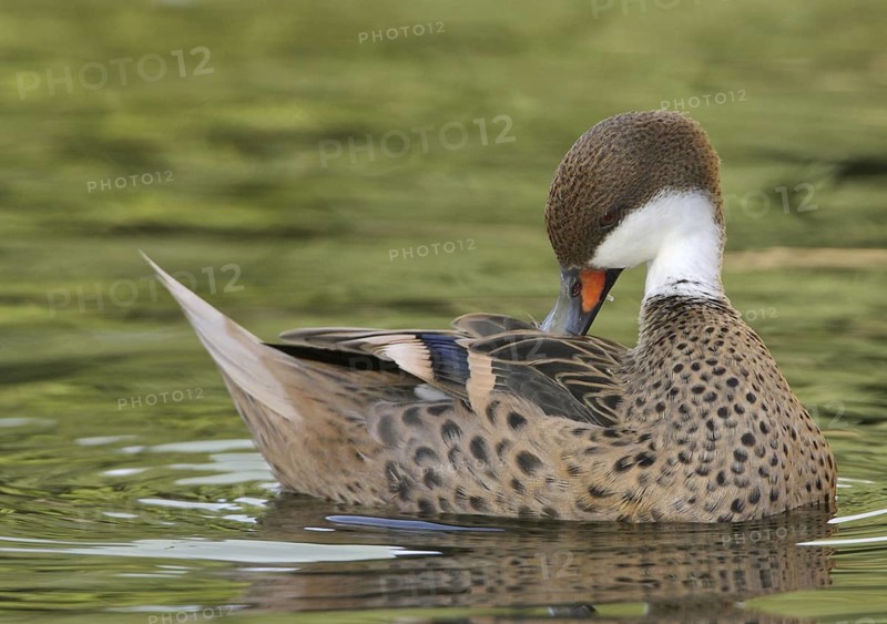 White-cheeked Pintail (Anas bahamensis), Arizona, USA