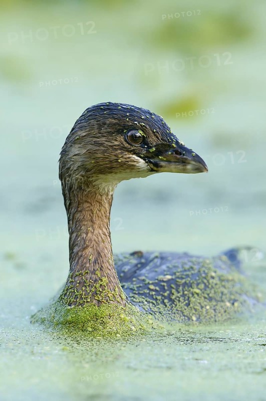 Pied-billed Grebe (Podilymbus podiceps), Texas, USA