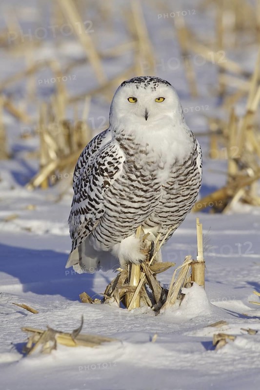 Snowy Owl (Bubo scandiacus), Ontario, Canada