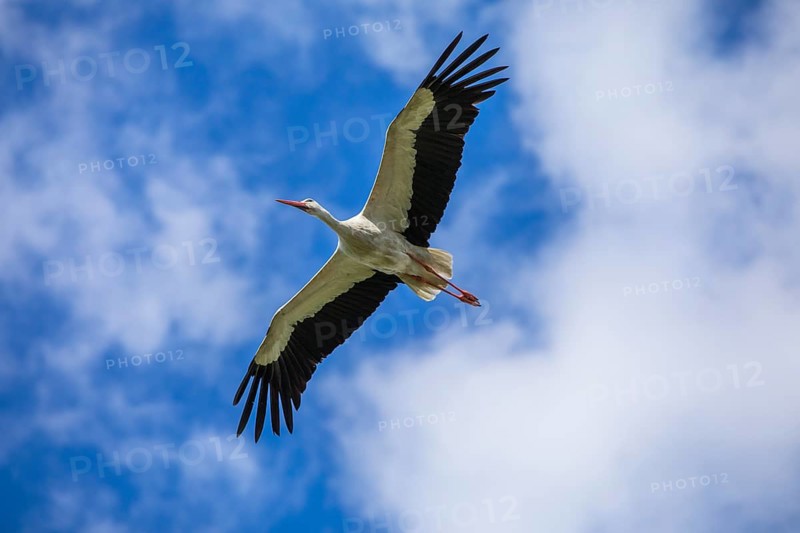 White Stork (Ciconia ciconia) flying, Mecklenburg-Western Pomerania, Germany