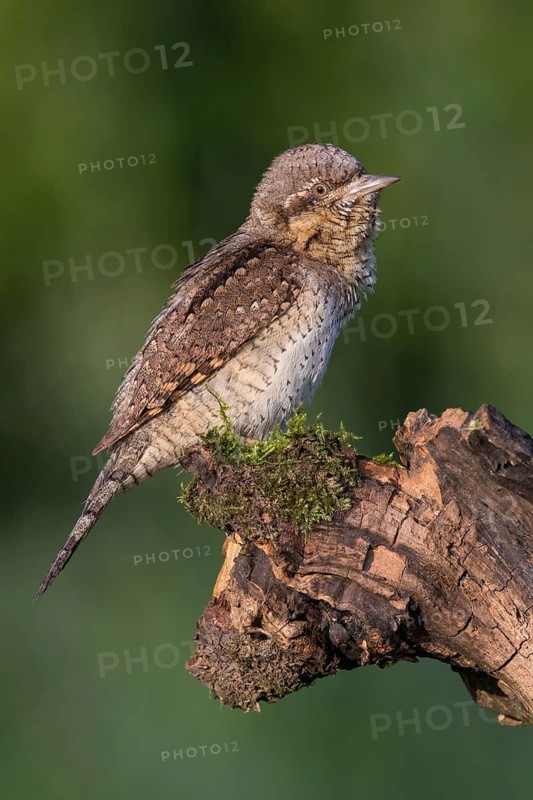 Eurasian Wryneck (Jynx torquilla) perched on a stump, Poland