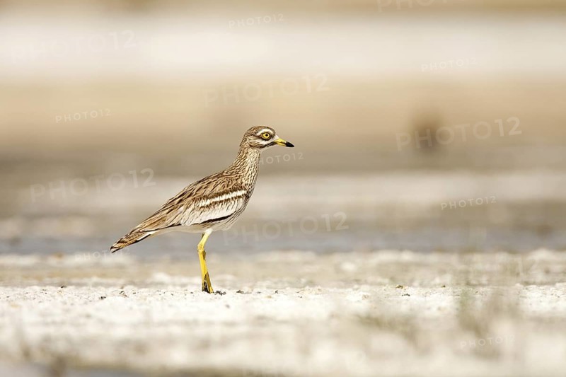 Eurasian Stone-curlew (Burhinus oedicnemus), Castile-La Mancha, Spain