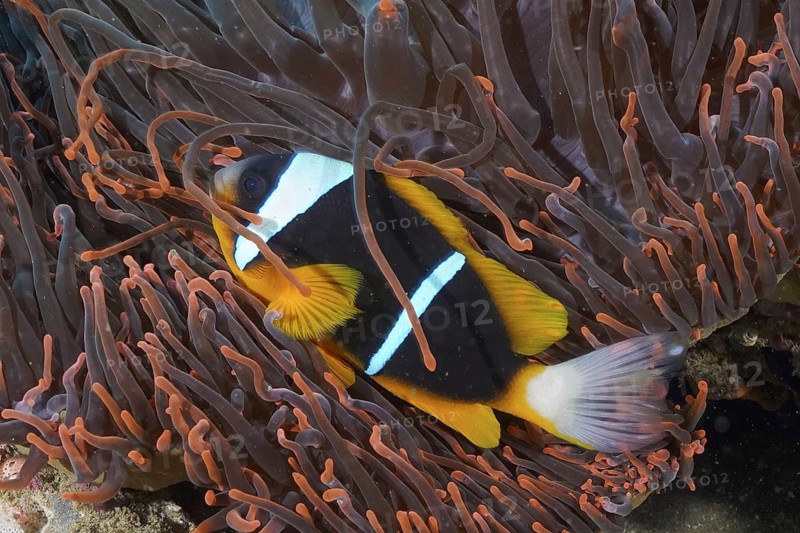 Allard's clownfish (Amphiprion allardi)