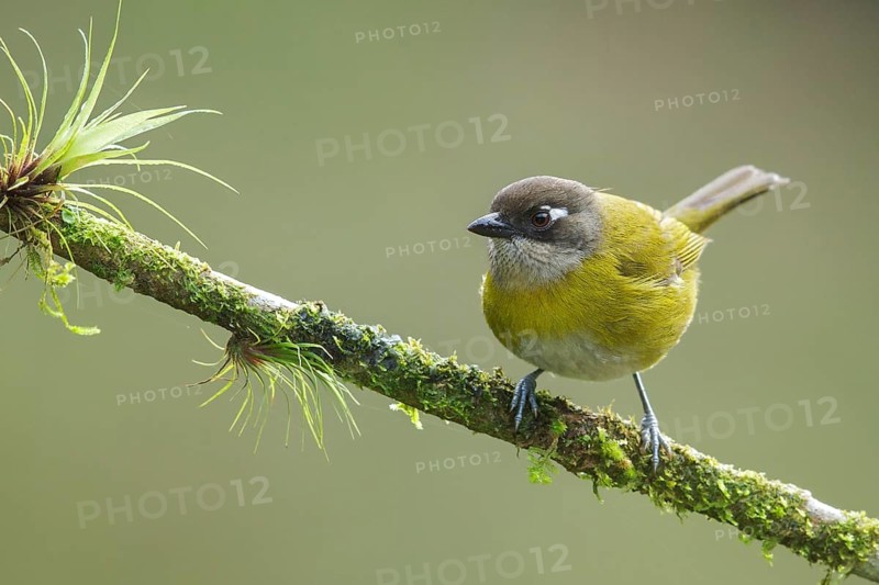 Common Bush-Tanager (Chlorospingus ophthalmicus) perched on a branch in Costa Rica