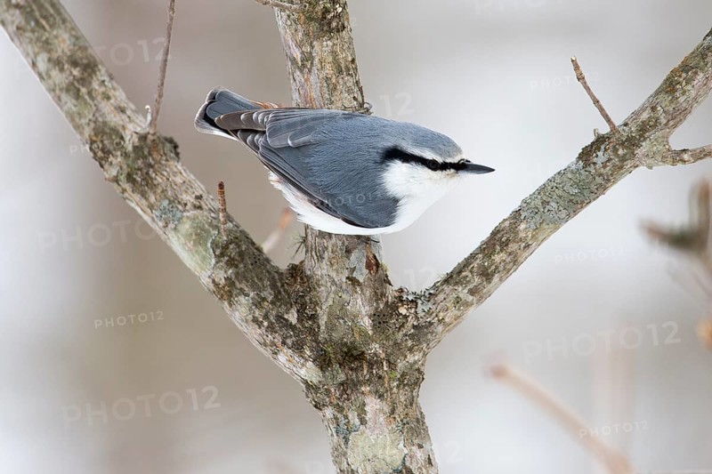Eurasian Nuthatch (Sitta europaea clara), Hokkaido, Japan