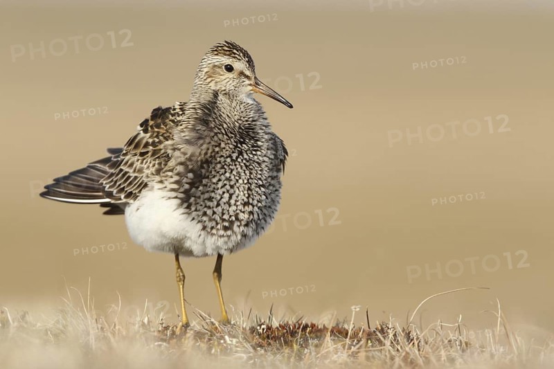 Pectoral Sandpiper (Calidris melanotos) male, Alaska, USA