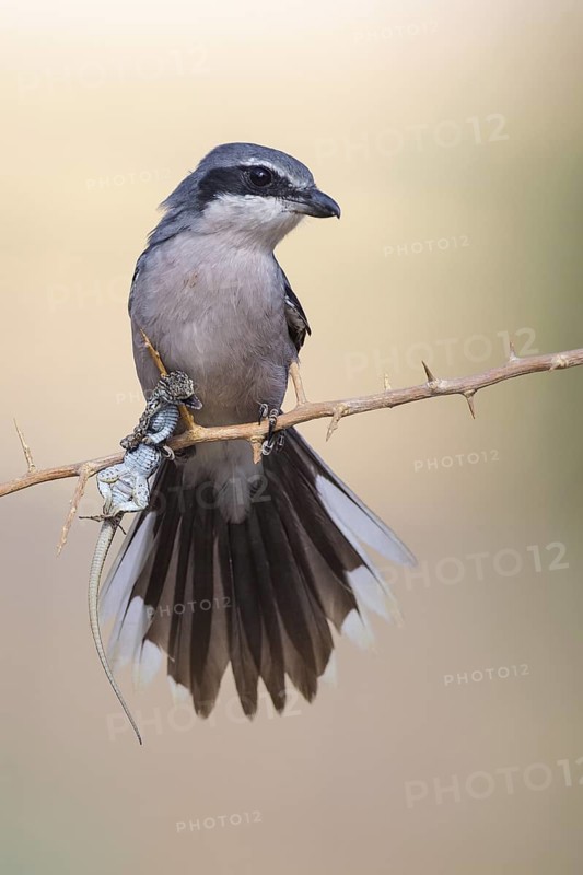 Southern Grey Shrike (Lanius meridionalis) male, Castile-La Mancha, Spain