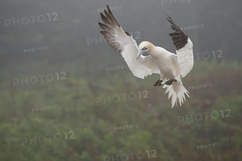 Northern Gannet (Morus bassanus) flying, Quebec, Canada