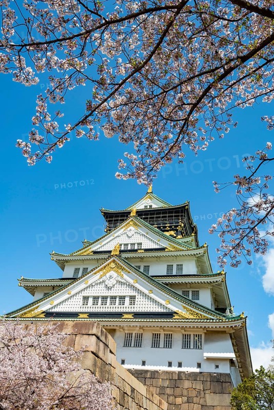 Osaka castle with blooming cherry trees in the park, Osaka Castle Park, Chuo-ku, Osaka, Japan
