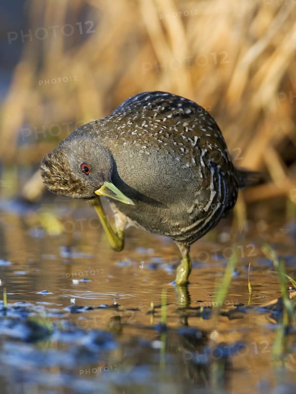 Australian Crake (Porzana fluminea), Australian Capital Territory, Australia