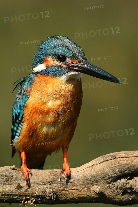 Common Kingfisher (Alcedo atthis) male, Maharashtra, India