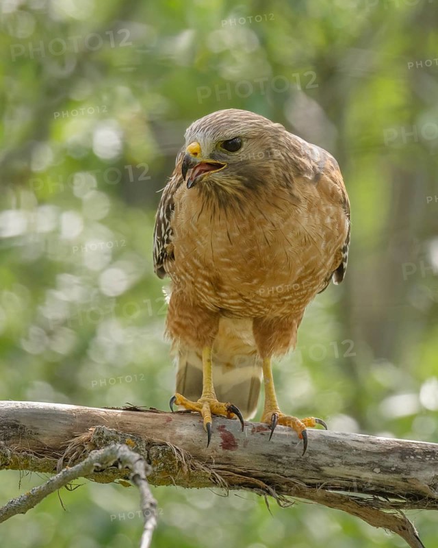 Red-shouldered Hawk (Buteo lineatus) perched on a branch, California, USA