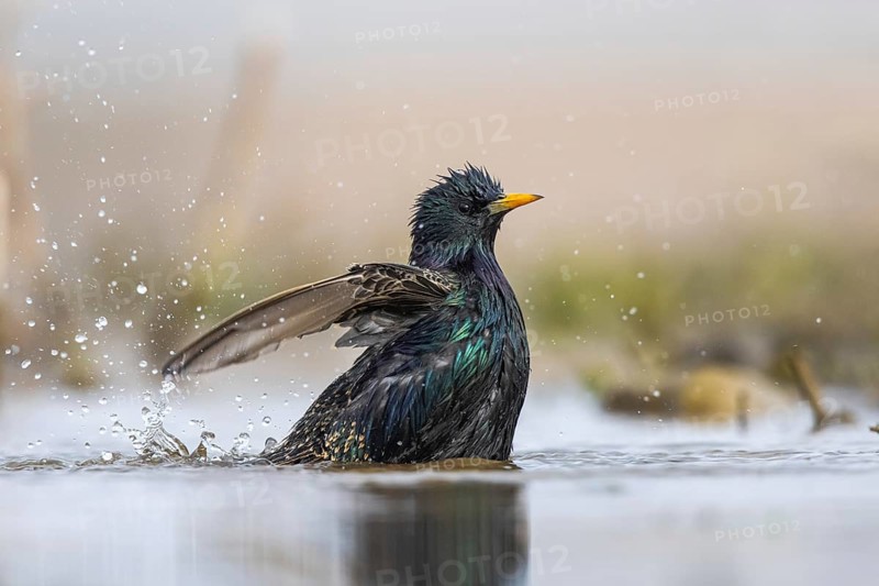 Common Starling (Sturnus vulgaris) bathing, North Rhine-Westphalia, Germany