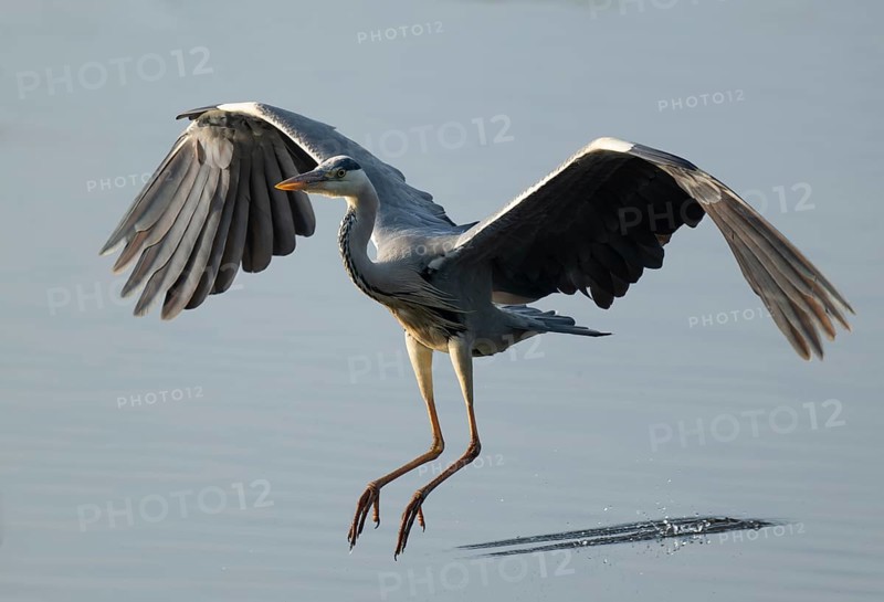 Grey heron (Ardea cinerea) approaching a shallow water zone of a lake, Lower Saxony, Germany