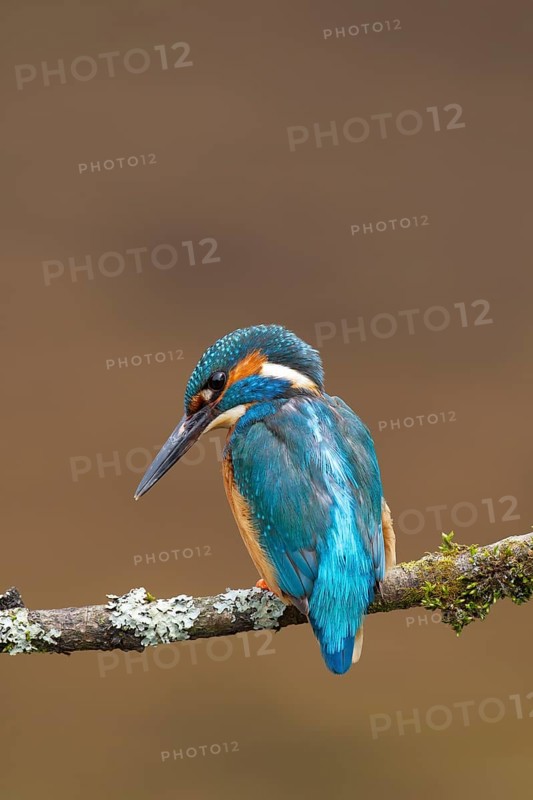 Common kingfisher (Alcedo atthis) adult male bird on a tree branch, England, United Kingdom