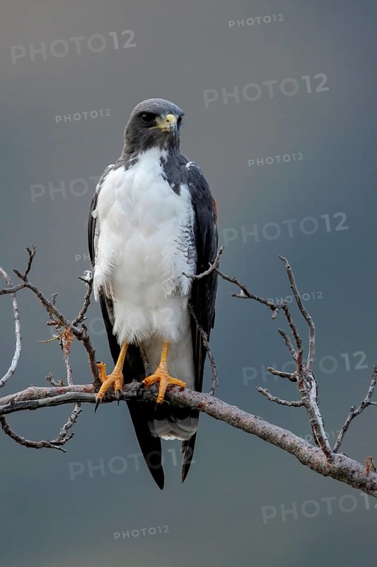 White-tailed Hawk (Geranoaetus albicaudatus) perched on a branch in the grasslands of Guyana