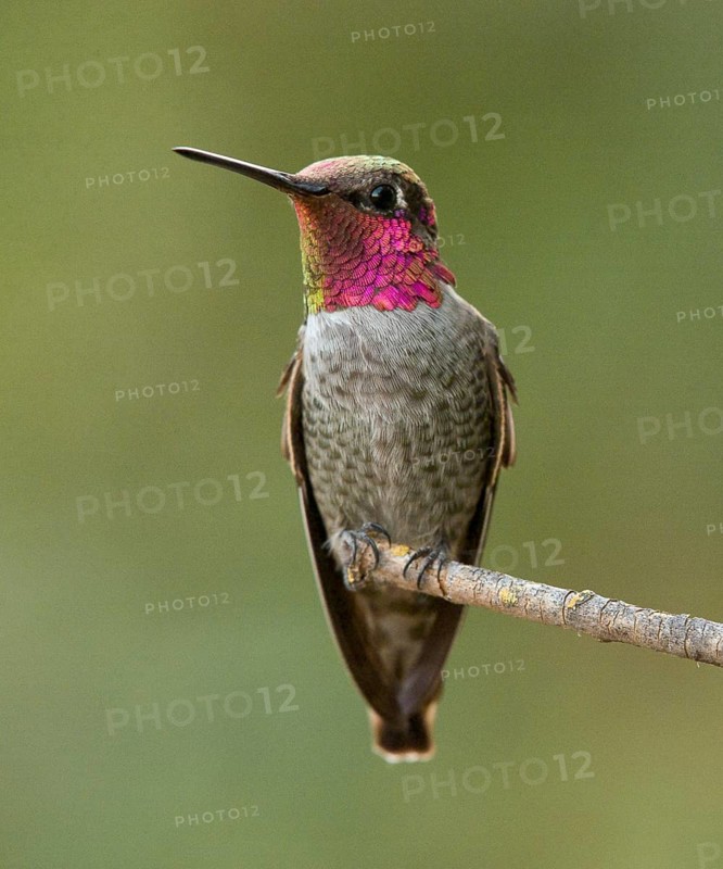 Male Anna's Hummingbird (Calypte anna) perched on a twig